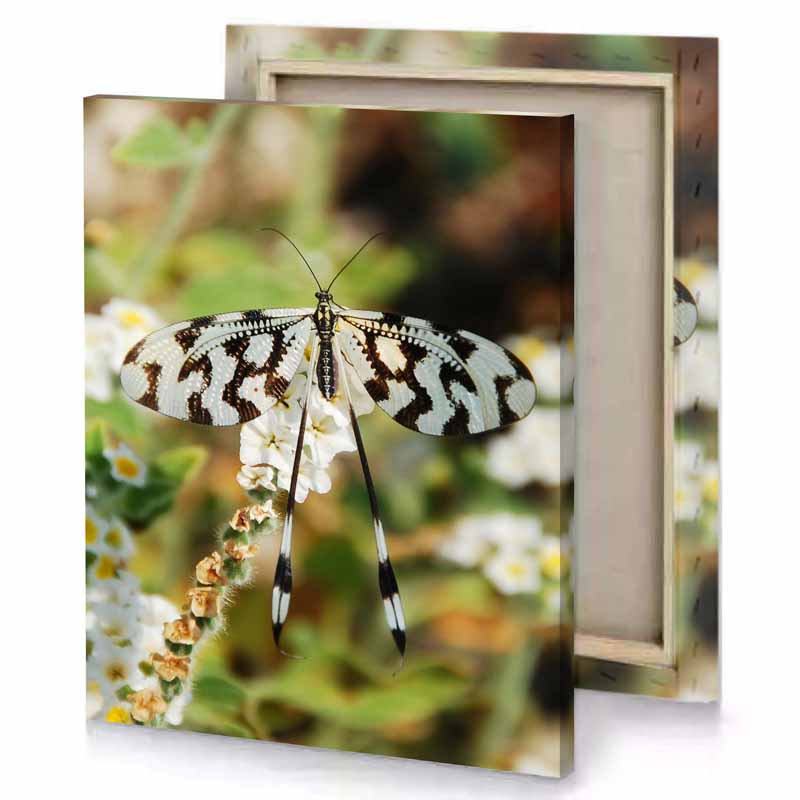 a butterfly is perched on flower dark khaki canvas