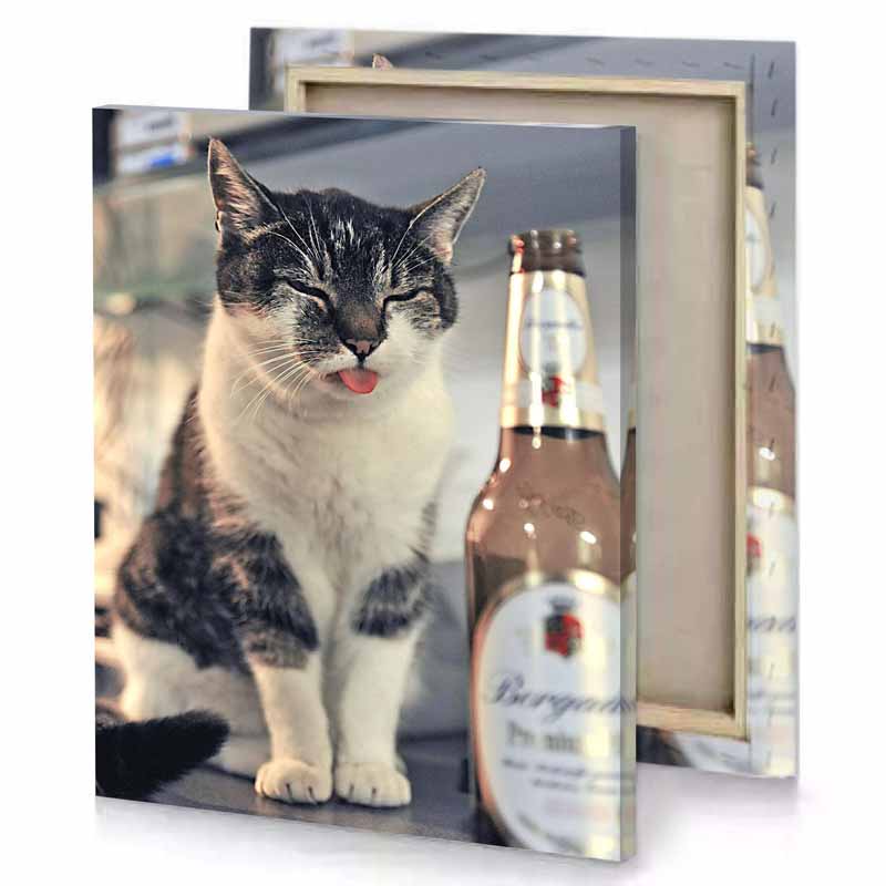a cat sitting on counter next to bottle of beer silver canvas