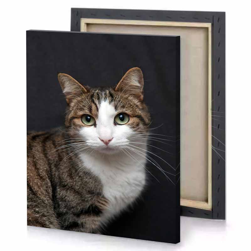 a cat with white face and green eyes linen canvas