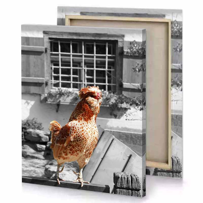 a chicken standing on wooden fence saddle brown canvas