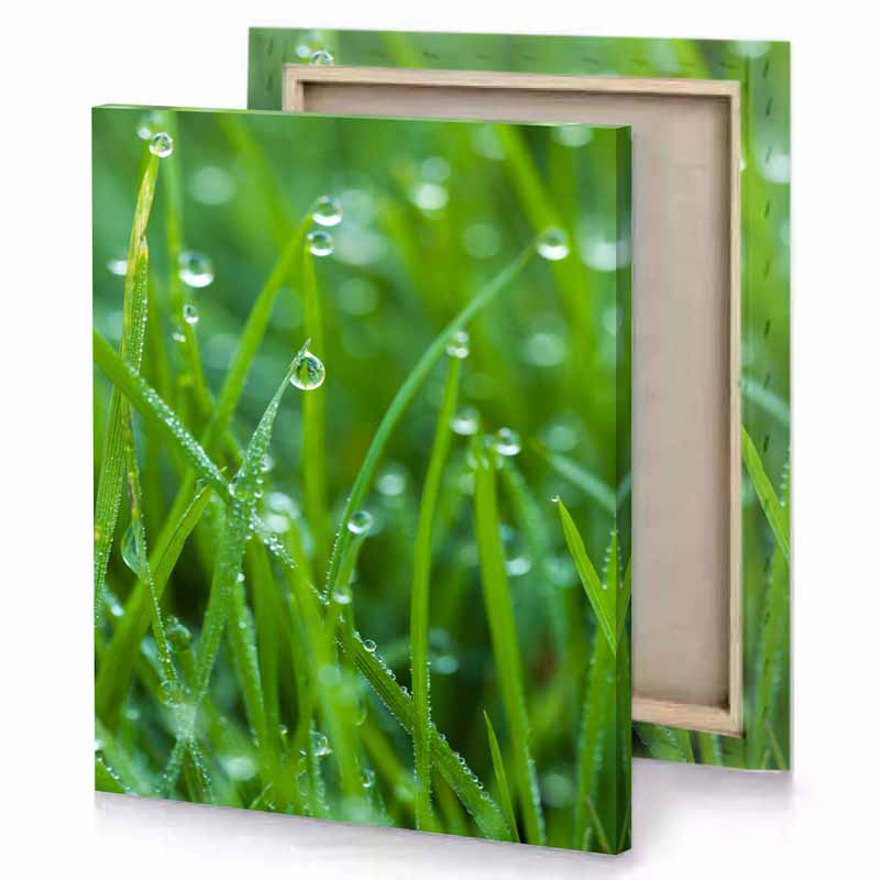 a close up of grass with water droplets slimy green canvas