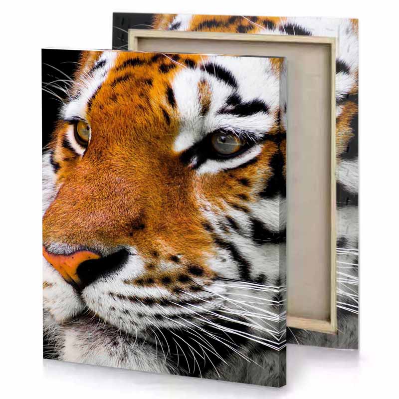a close up of tiger s face sienna canvas
