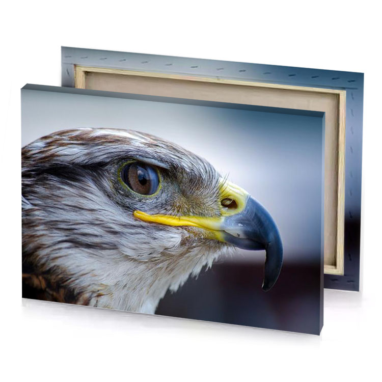 a close up view of golden eagle yellow orange canvas