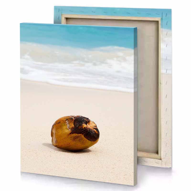 a coconut on the beach sienna canvas