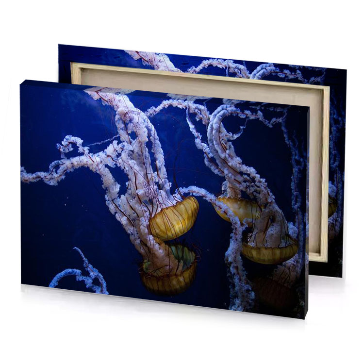 a couple of jellyfish swimming in tank copper canvas