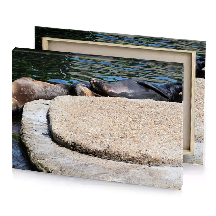 a couple of sea lions laying on rock silver canvas