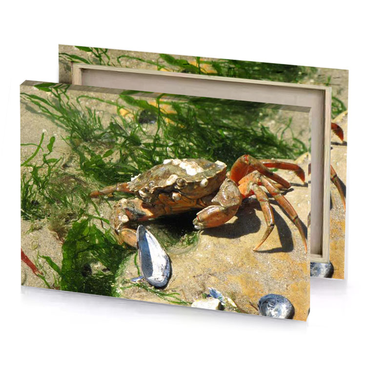 a crab is sitting on the sand with shell dark olive green canvas