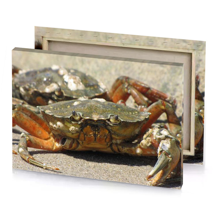 a crab on the beach bistre canvas