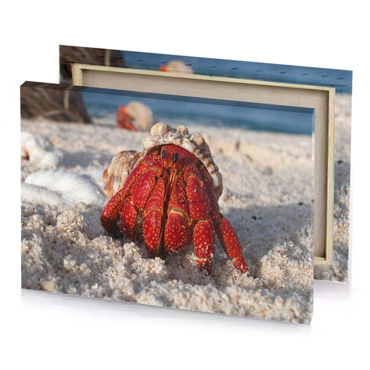 a crab on the beach brown canvas