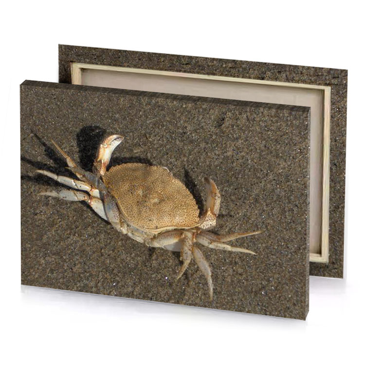a crab on the beach dark khaki canvas