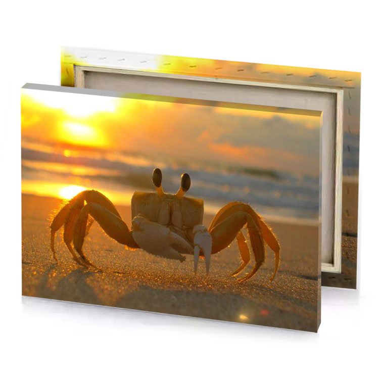 a crab on the beach sepia canvas