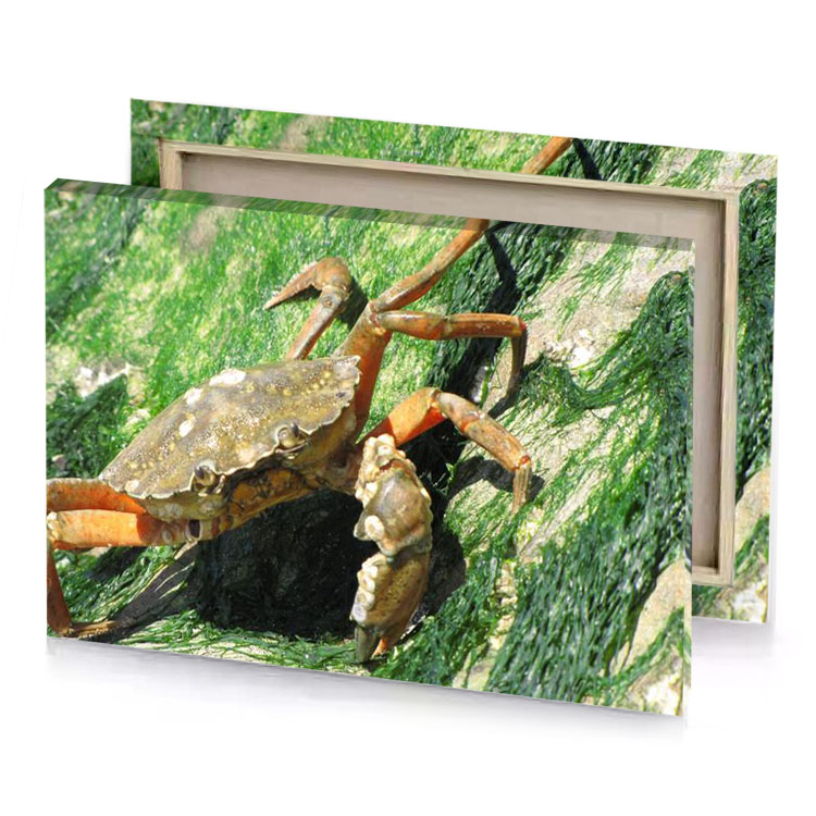 a crab on the rocks at beach taupe canvas