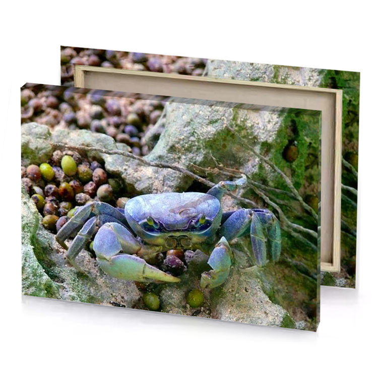 a crab on the rocks light steel blue canvas