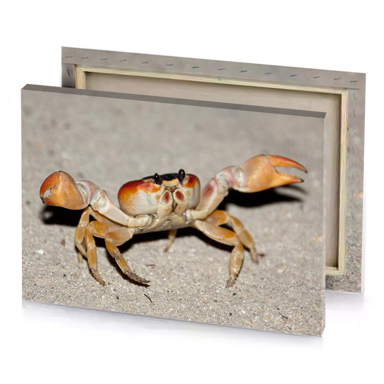 a crab with black head and red nose rosy brown canvas