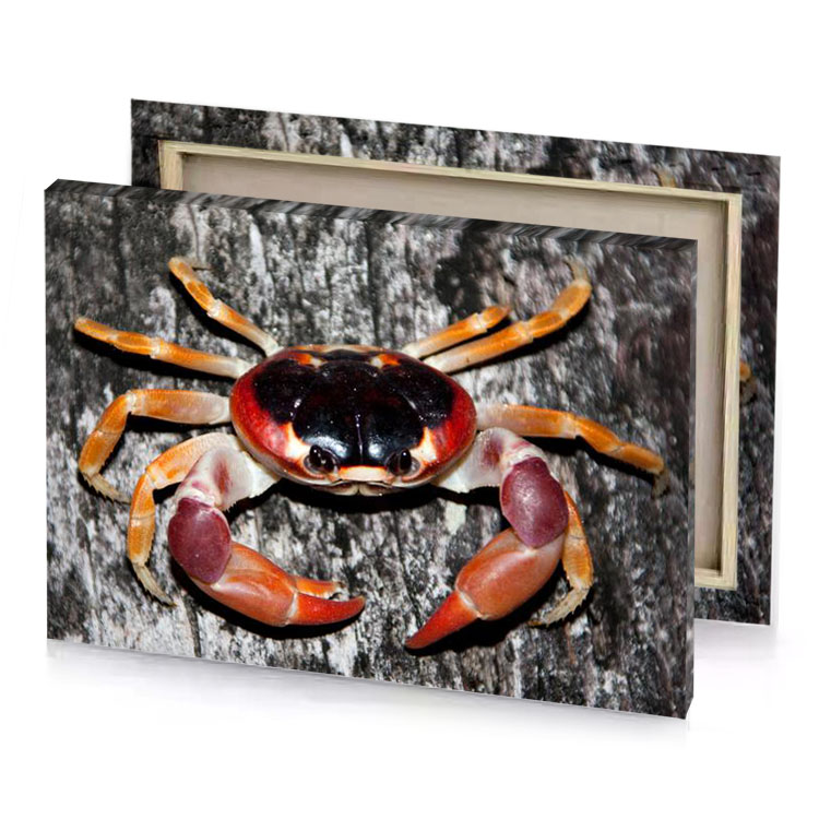 a crab with red and white head smoky black canvas
