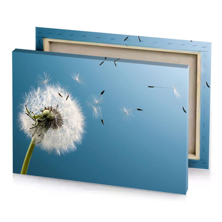 a dandel dan moonstone blue canvas