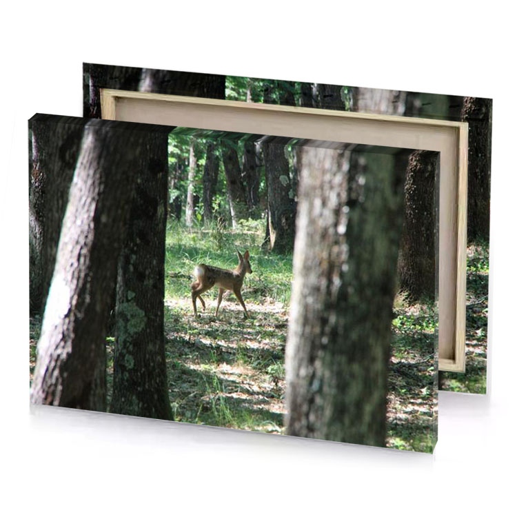 a deer in the woods dark sea green canvas