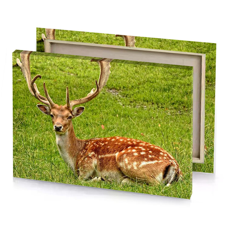 a deer laying in the grass sienna canvas