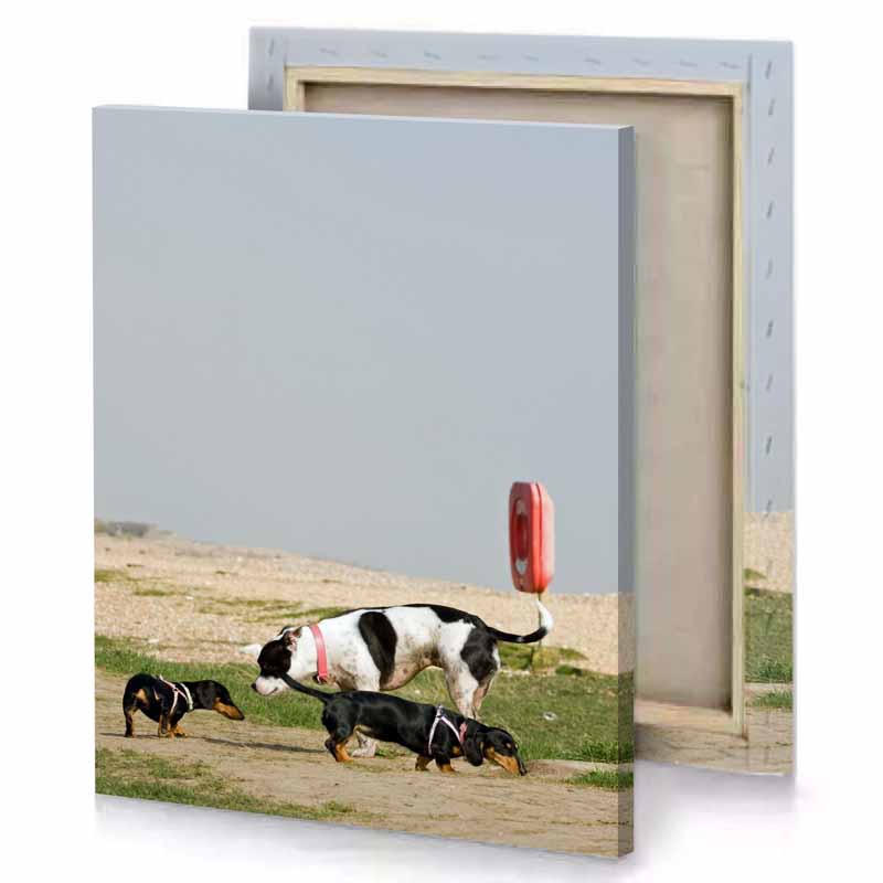 a dog chasing frurd silver canvas