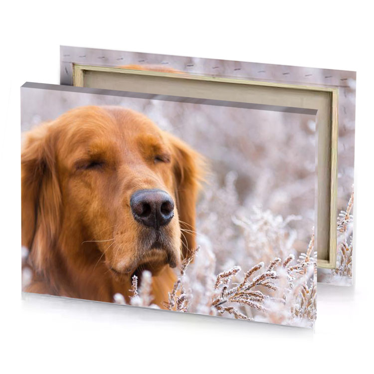 a dog is looking at the camera in field silver canvas