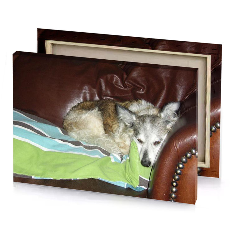 a dog is sleeping on couch silver canvas