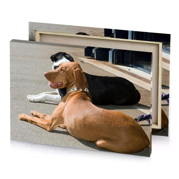 a dog laying on the ground copper canvas