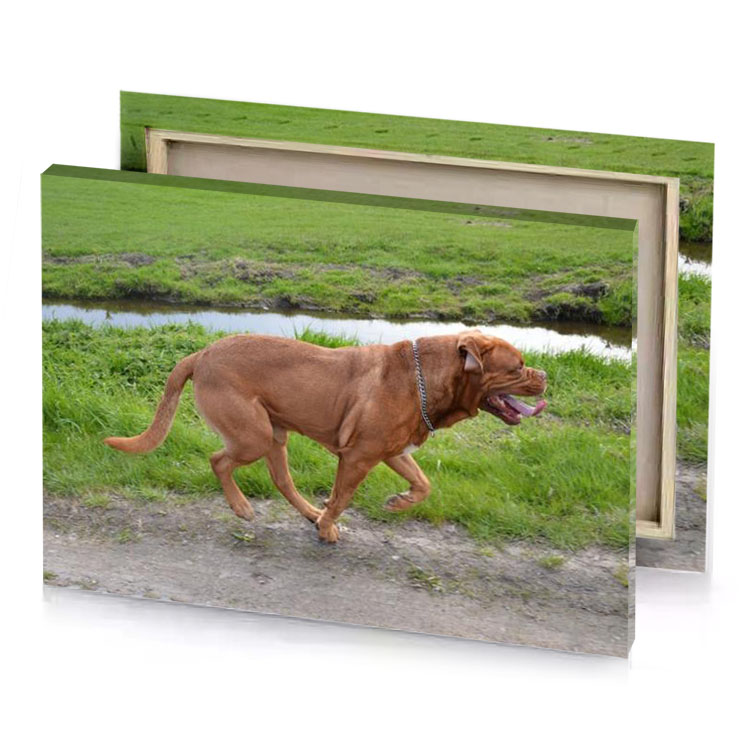 a dog running across dirt road sienna canvas
