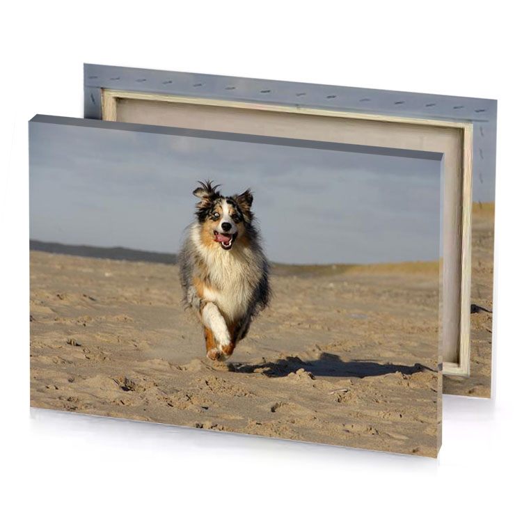 a dog running on beach with ball in its mouth tan canvas