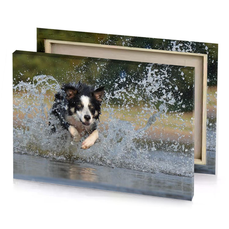 a dog running through body of water manatee canvas