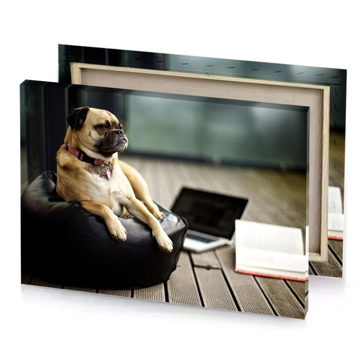 a dog sitting on bean bag with laptop tan canvas