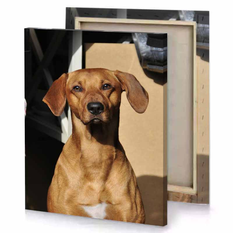 a dog sitting on chair looking up copper canvas