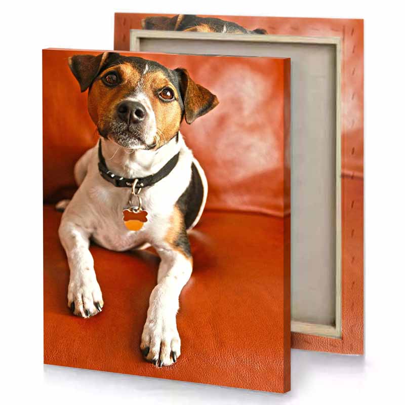 a dog sitting on couch mahogany canvas
