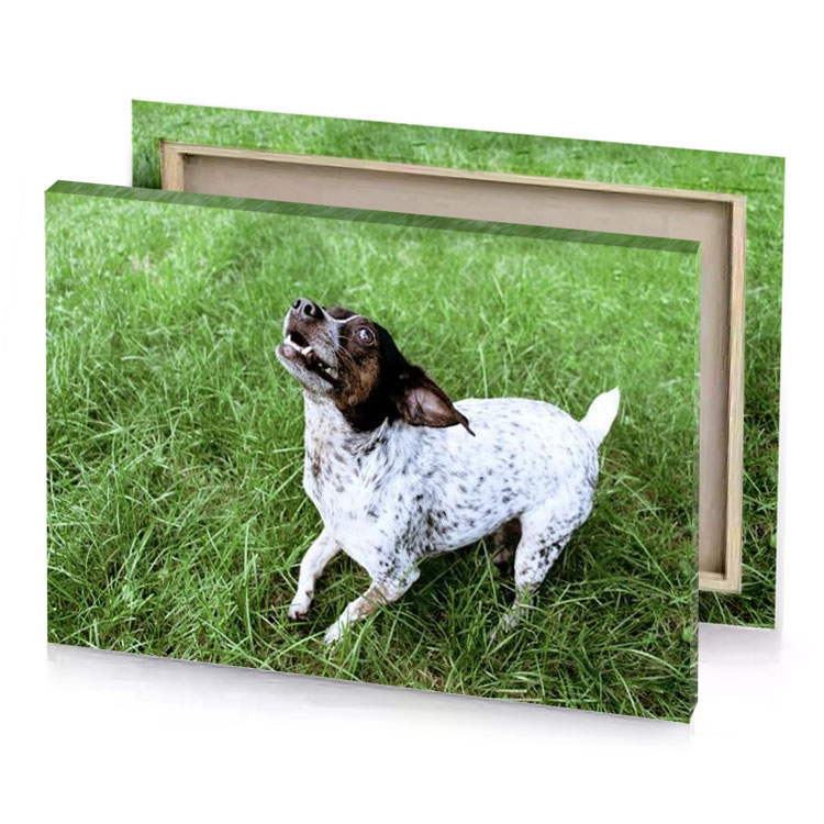 a dog standing in the grass looking up lavender canvas