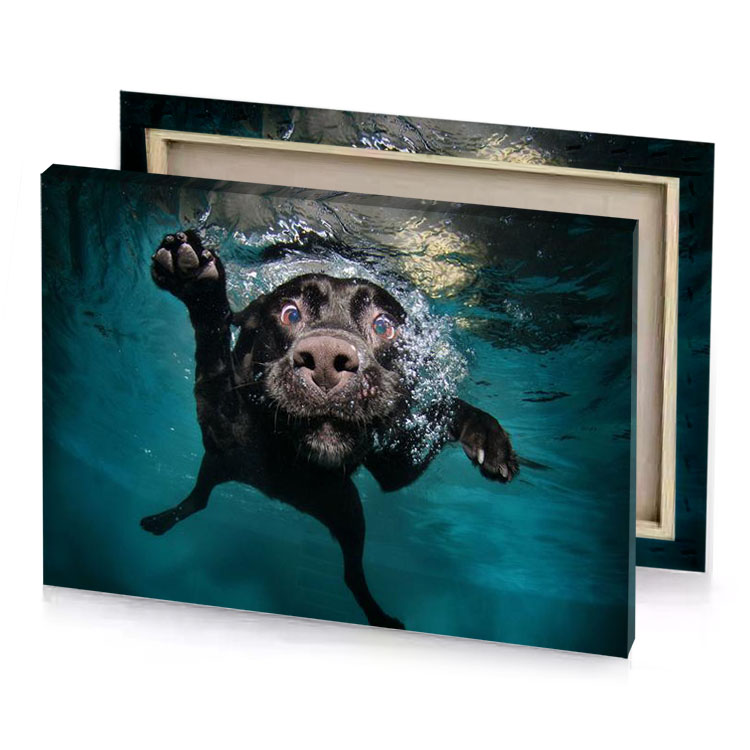 a dog swimming in the water blue sapphire canvas