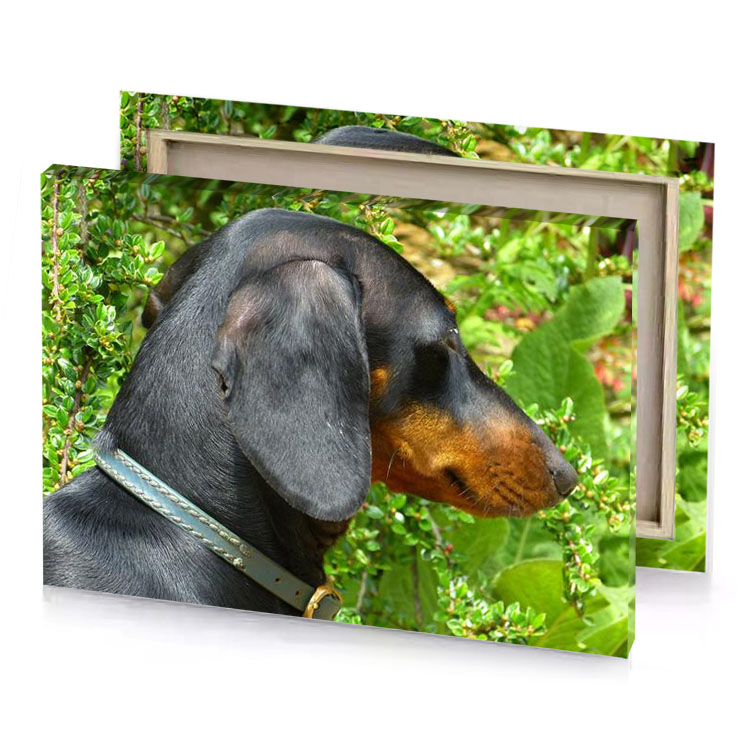 a dog with collar on sitting in bush copper canvas