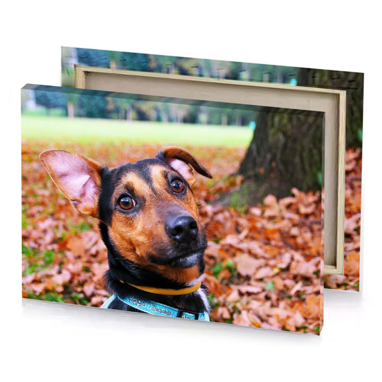 a dog with collar sitting in the leaves eggshell canvas