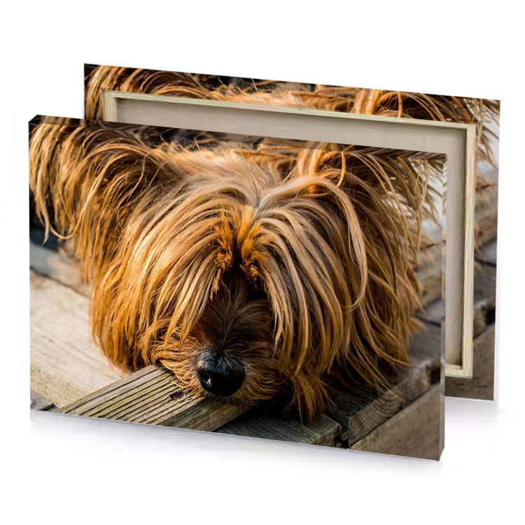 a dog with long hair peru canvas