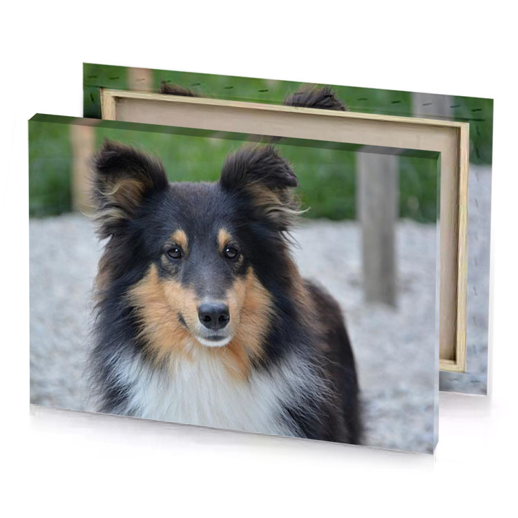 a dog with long hair standing on gravel road rosy brown canvas