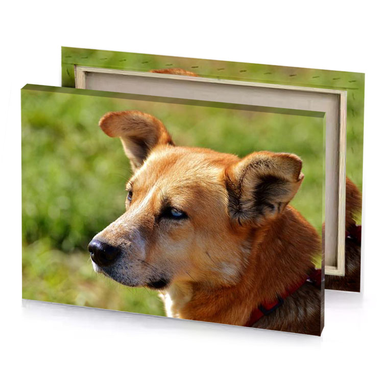 a dog with red collar looking at something burlywood canvas