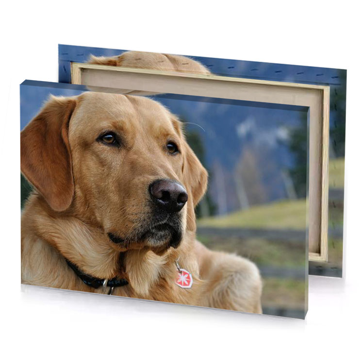 a dog with red tag on its collar garnet canvas