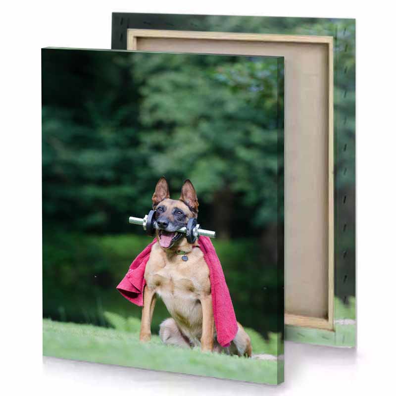 a dog with red towel on its head fern green canvas