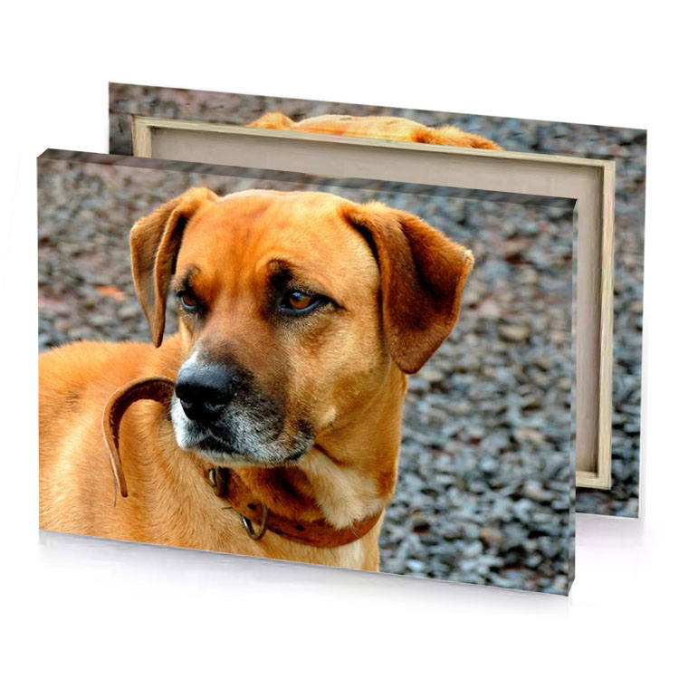 a dog with stick in its mouth sienna canvas