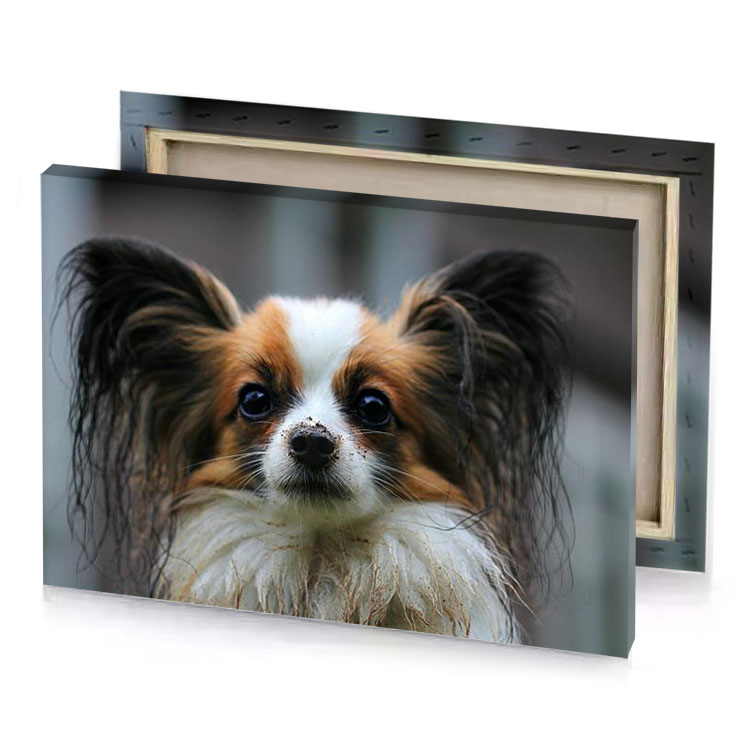 a dog with wet fur on its head smoky black canvas