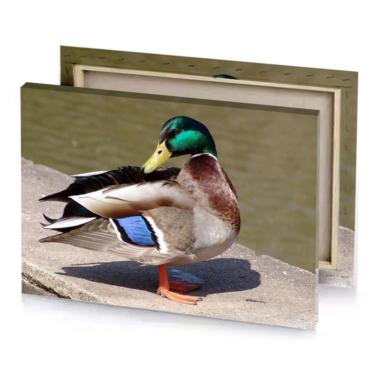 a duck standing on ledge next to body of water camouflage green canvas