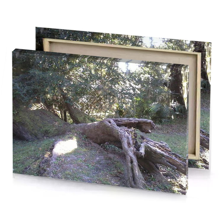 a fallen tree in the middle of forest gray canvas