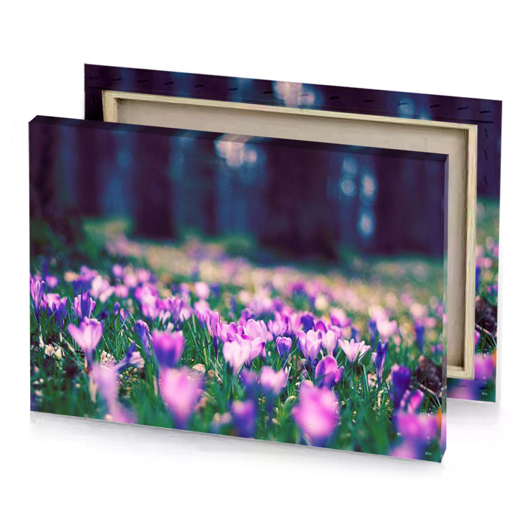 a field of purple crocus flowers rich brilliant lavender canvas