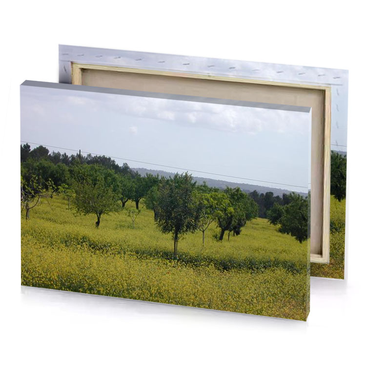 a field of yellow flowers bistre canvas
