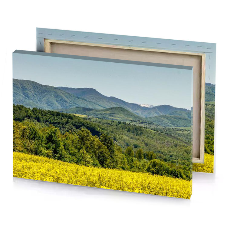 a field of yellow flowers dark olive green canvas