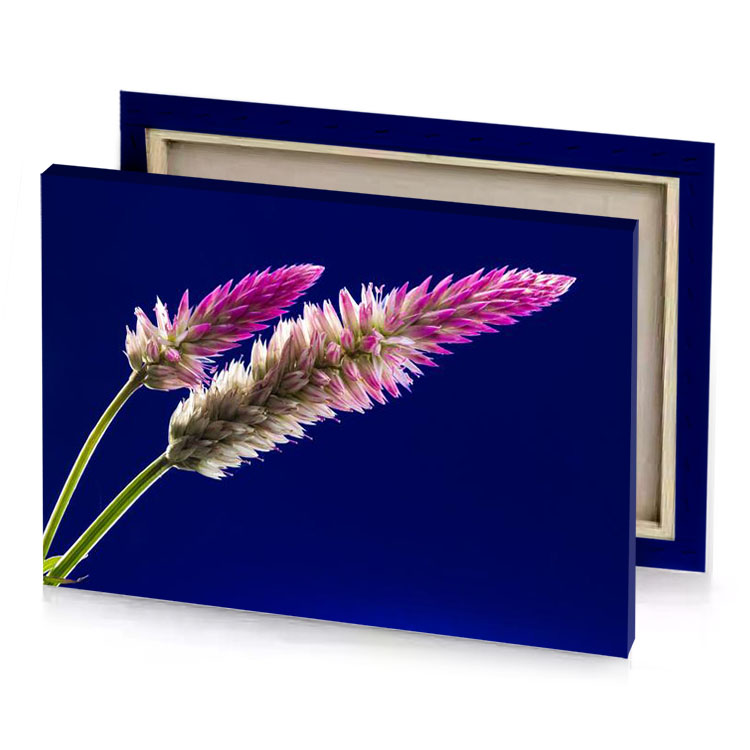 a flower in vase with blue background midnight canvas
