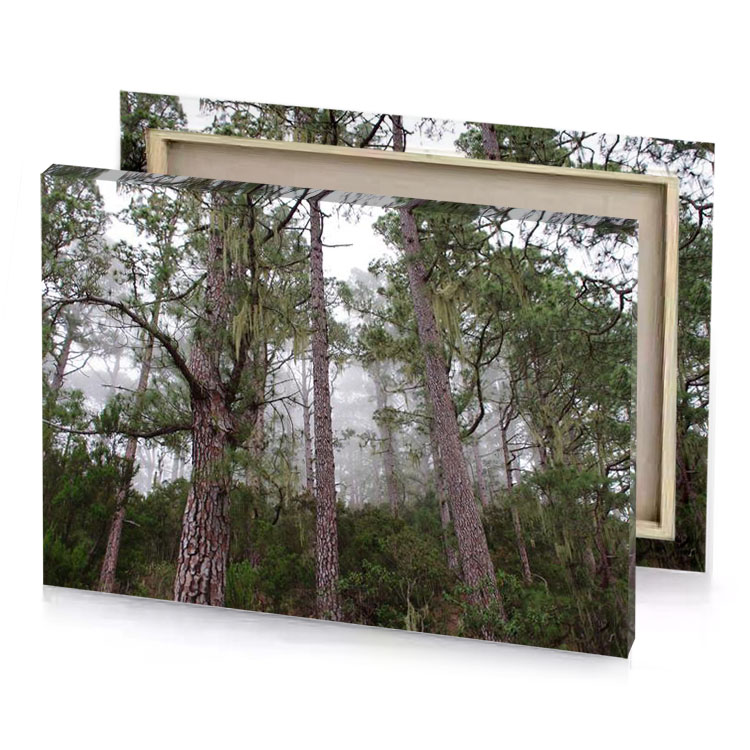 a forest filled with tall trees and moss camouflage green canvas